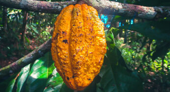 Comunidad nativa Puerto Luz logra cofinanciamiento para cultivar cacao nativo a través de Agroideas