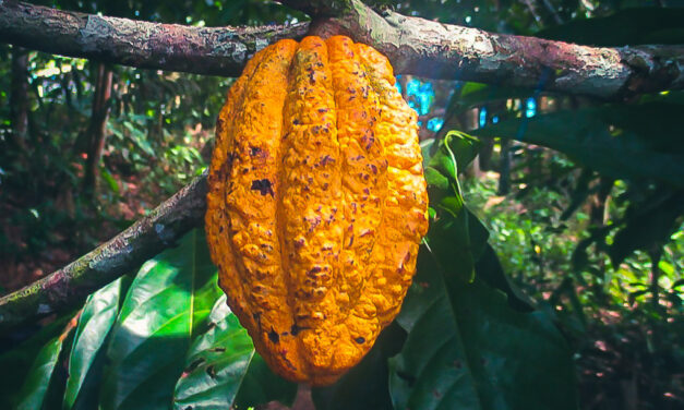 Comunidad nativa Puerto Luz logra cofinanciamiento para cultivar cacao nativo a través de Agroideas