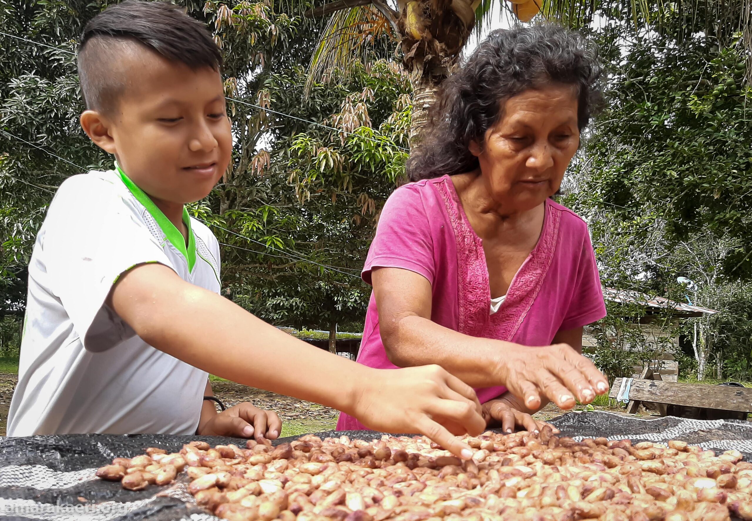 Comuneros lanzan al mercado su marca comercial de castaña Morick´ke Amarakaeri