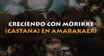 Aprovechamiento sostenible de castaña en la Reserva Comunal Amarakaeri