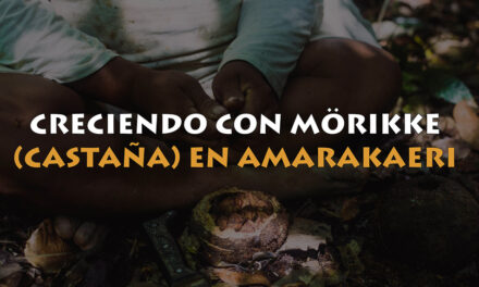Aprovechamiento sostenible de castaña en la Reserva Comunal Amarakaeri