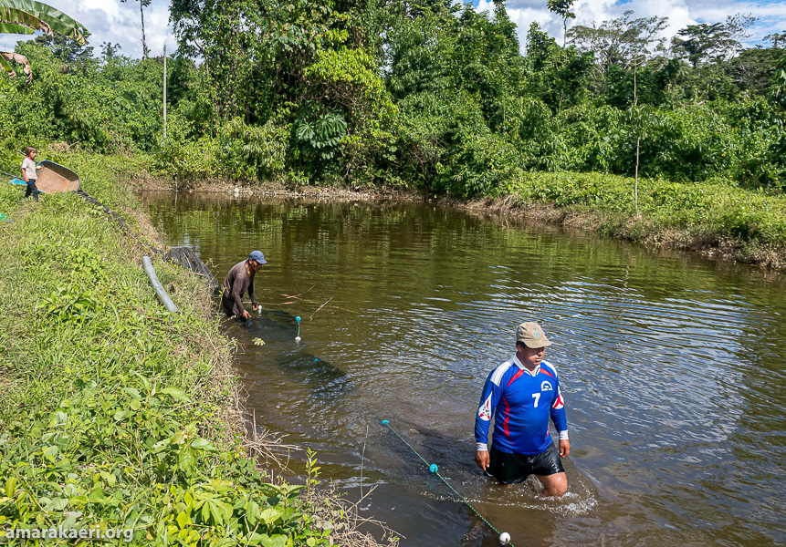 Cogestión de Amarakaeri fortalece piscicultura en Queros Wachiperi a través del PNIPA