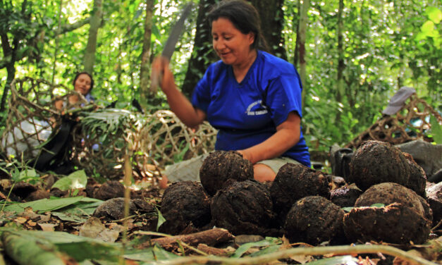 Aprovechamiento sostenible de castaña se fortalece en la Reserva Comunal Amarakaeri