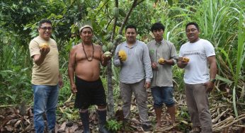 En el marco de la implementación del proyecto Wanamei, la cogestión viene fortaleciendo la producción y comercialización del cacao nativo a través de la marca "Amarakaeri".