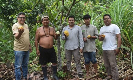 Cogestión de Amarakaeri fortalece la cadena productiva del cacao nativo en sus comunidades nativas socias