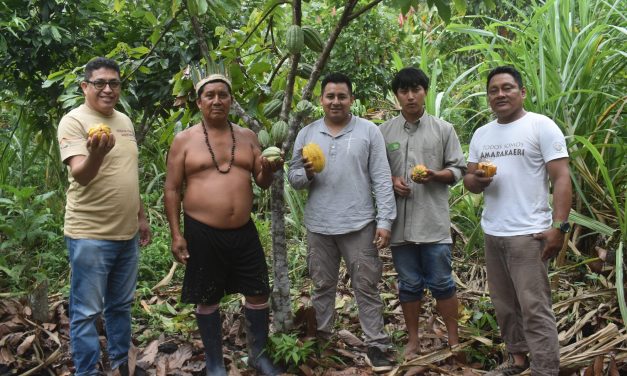 Cogestión de Amarakaeri fortalece la cadena productiva del cacao nativo en sus comunidades nativas socias